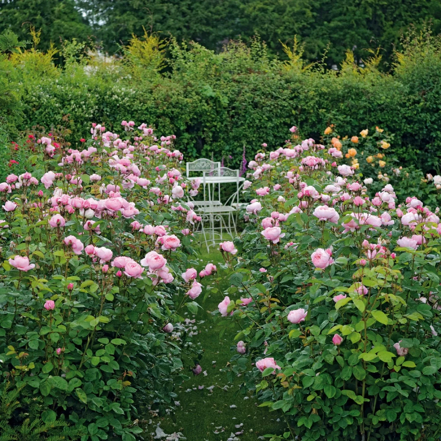 David Austin Rose The Alnwick Rose Plant - photo 5
