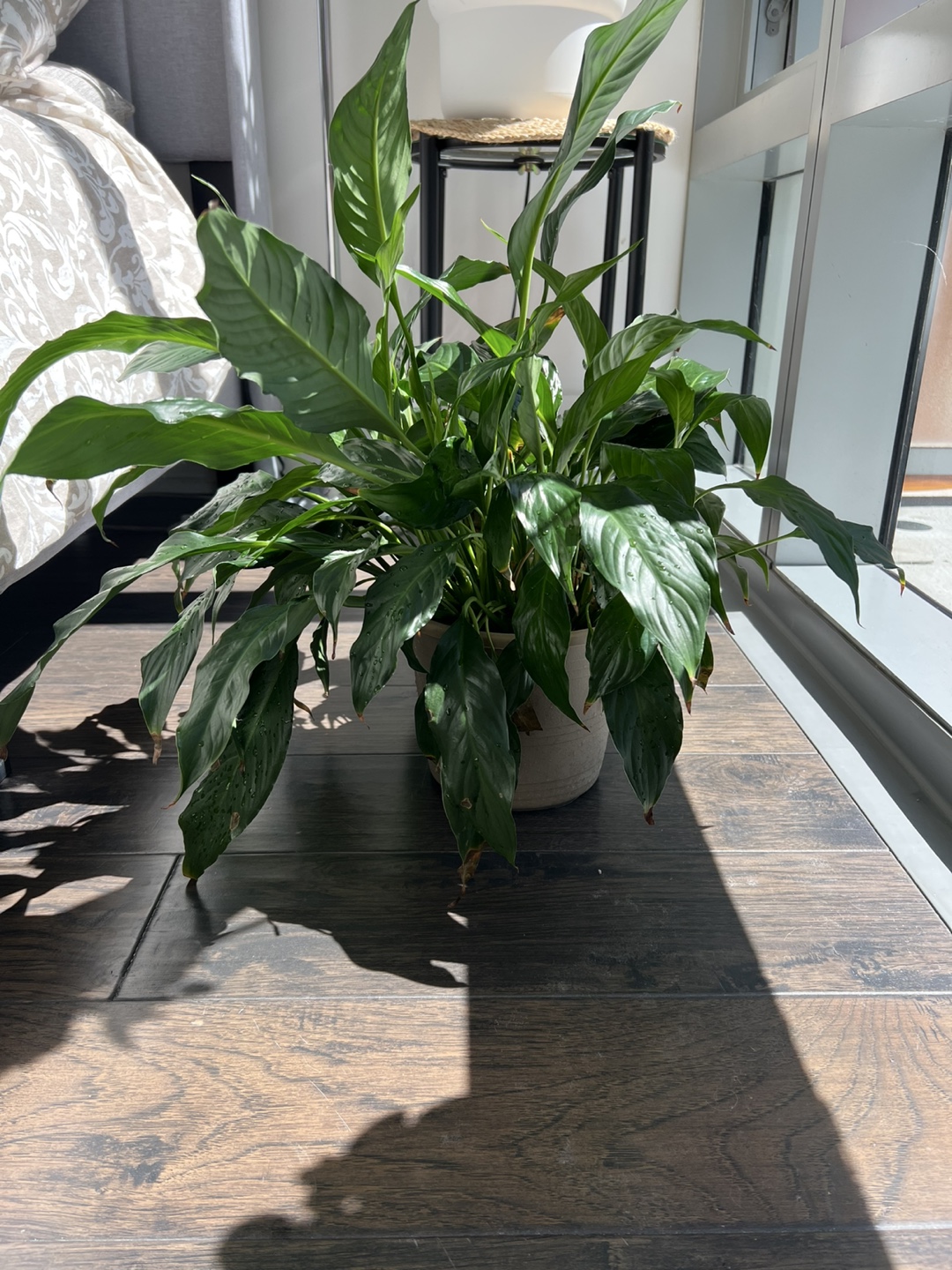 2 large Peace Lily Plants in Pot - photo 5