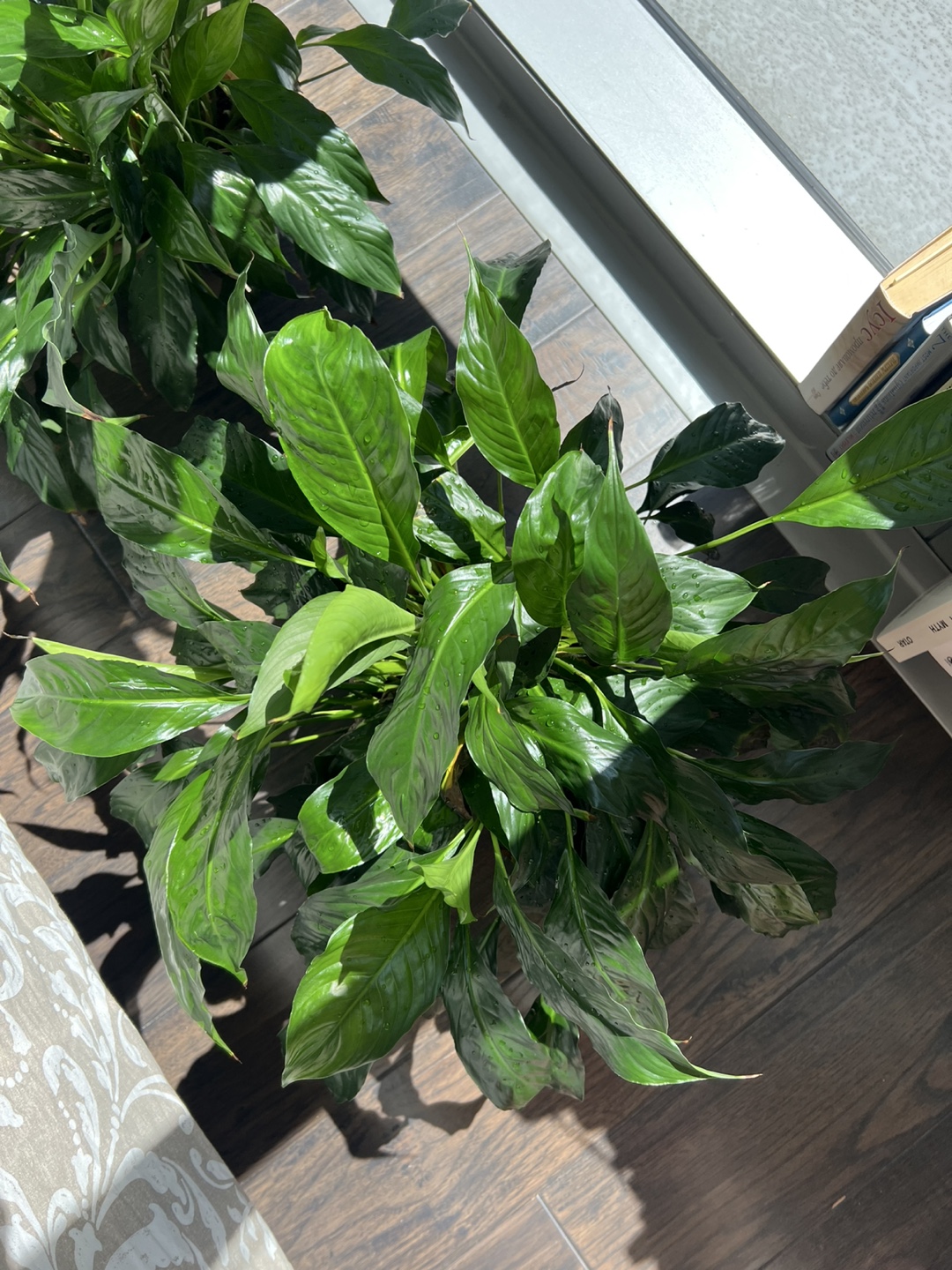 2 large Peace Lily Plants in Pot - photo 3