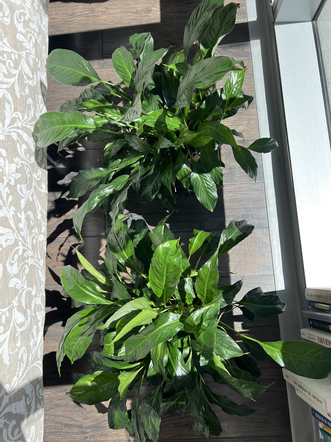 2 large Peace Lily Plants in Pot - photo 2