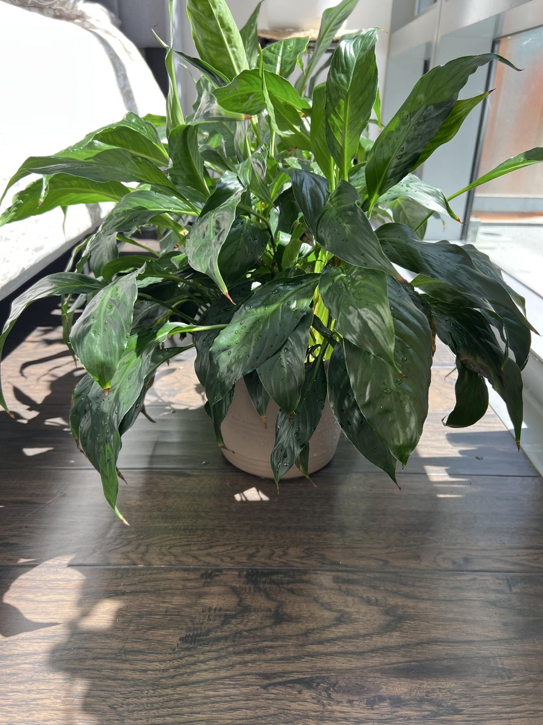 2 large Peace Lily Plants in Pot - photo 4