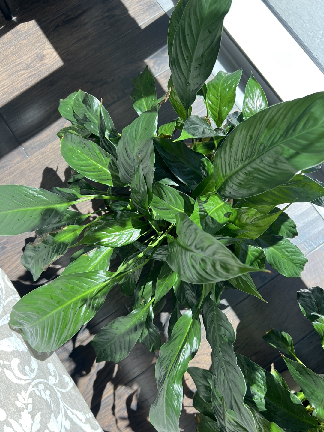 2 large Peace Lily Plants in Pot