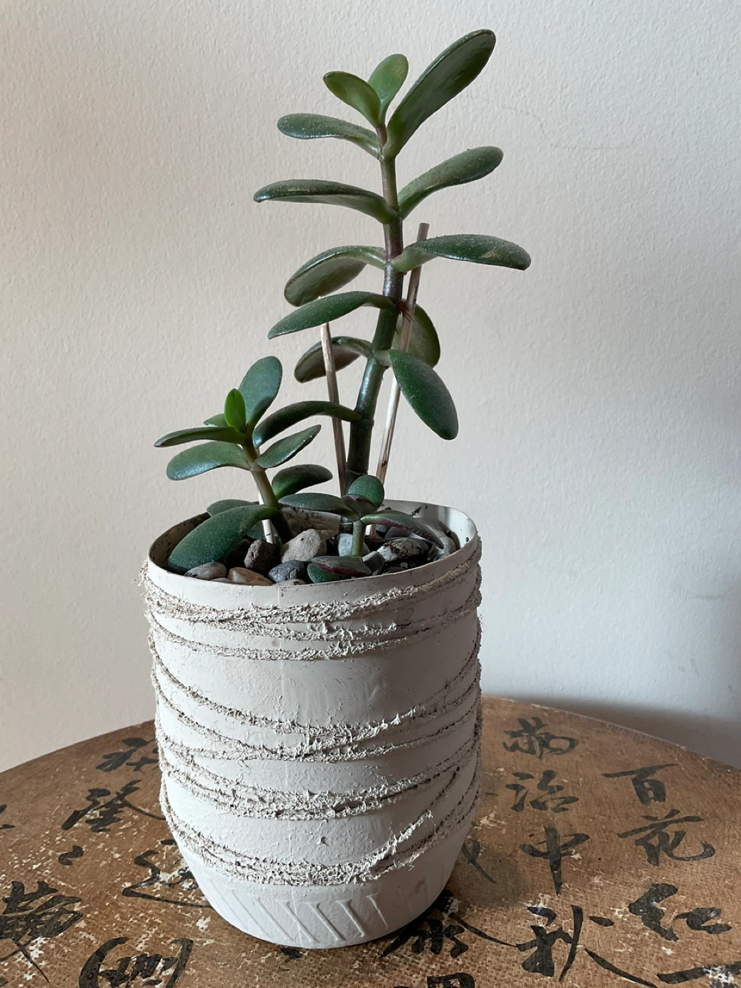 Potted Succulents - Jade and Haworthia - photo 5