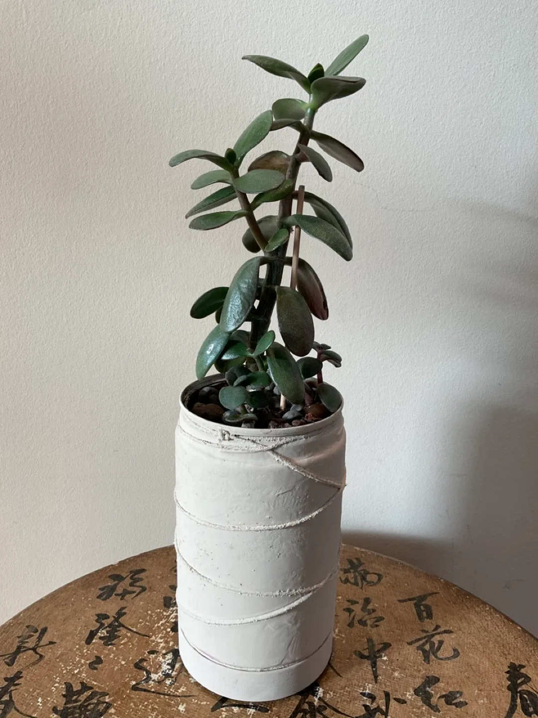 Potted Succulents - Jade and Haworthia - photo 4