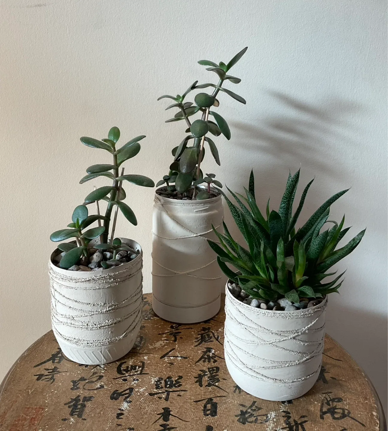 Potted Succulents - Jade and Haworthia - photo 2