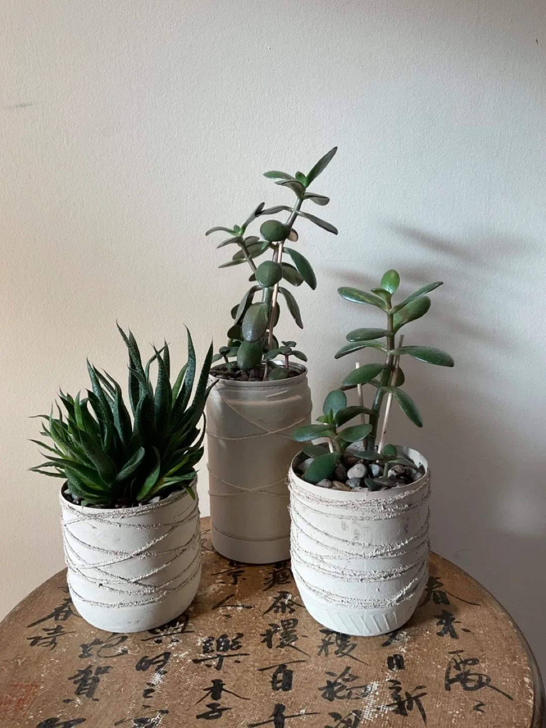 Potted Succulents - Jade and Haworthia