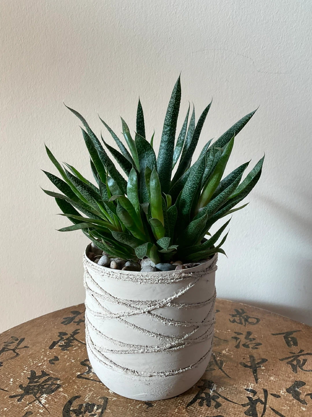 Potted Succulents - Jade and Haworthia - photo 3