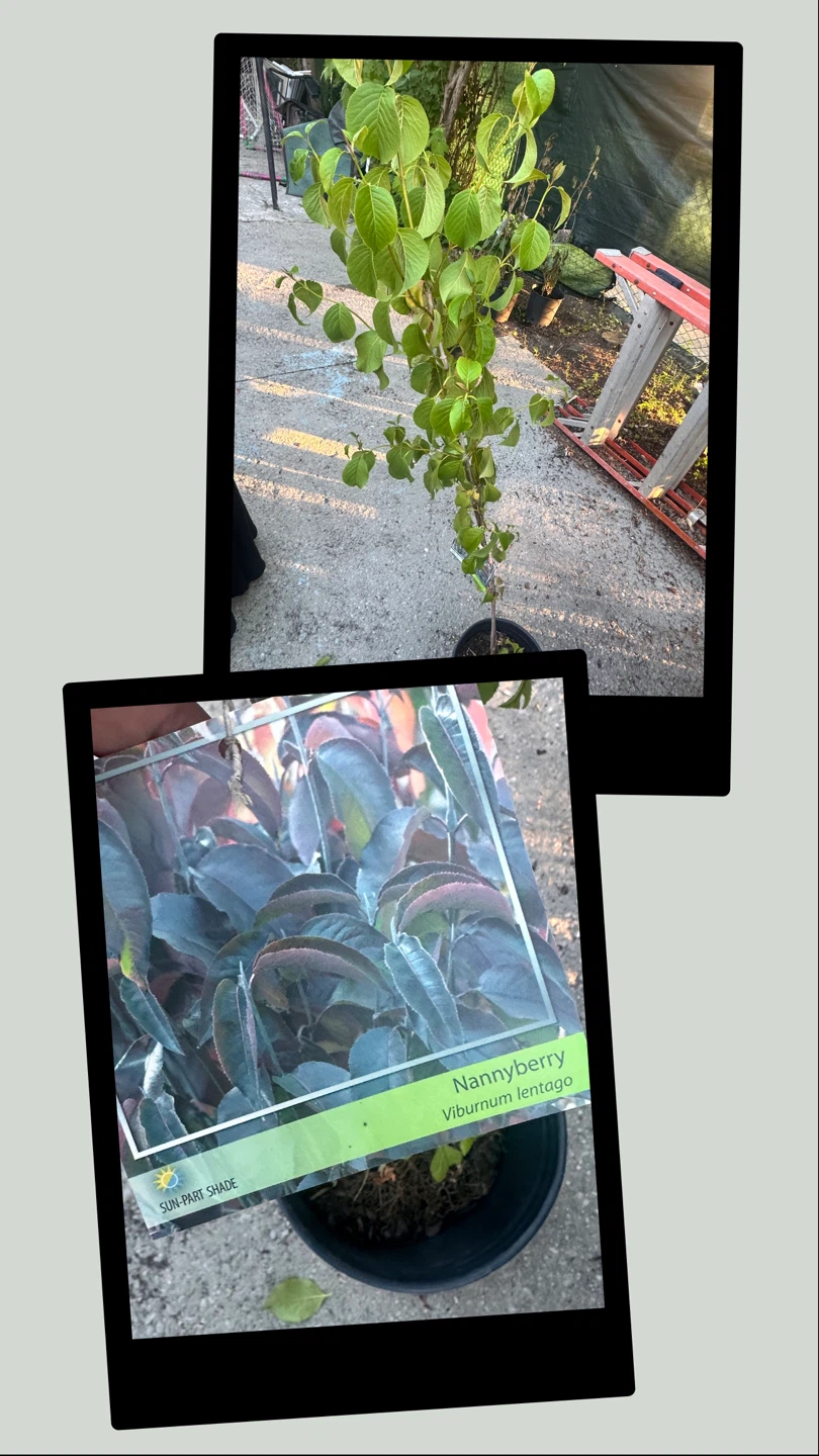 Nannyberry Viburnum lentago plant