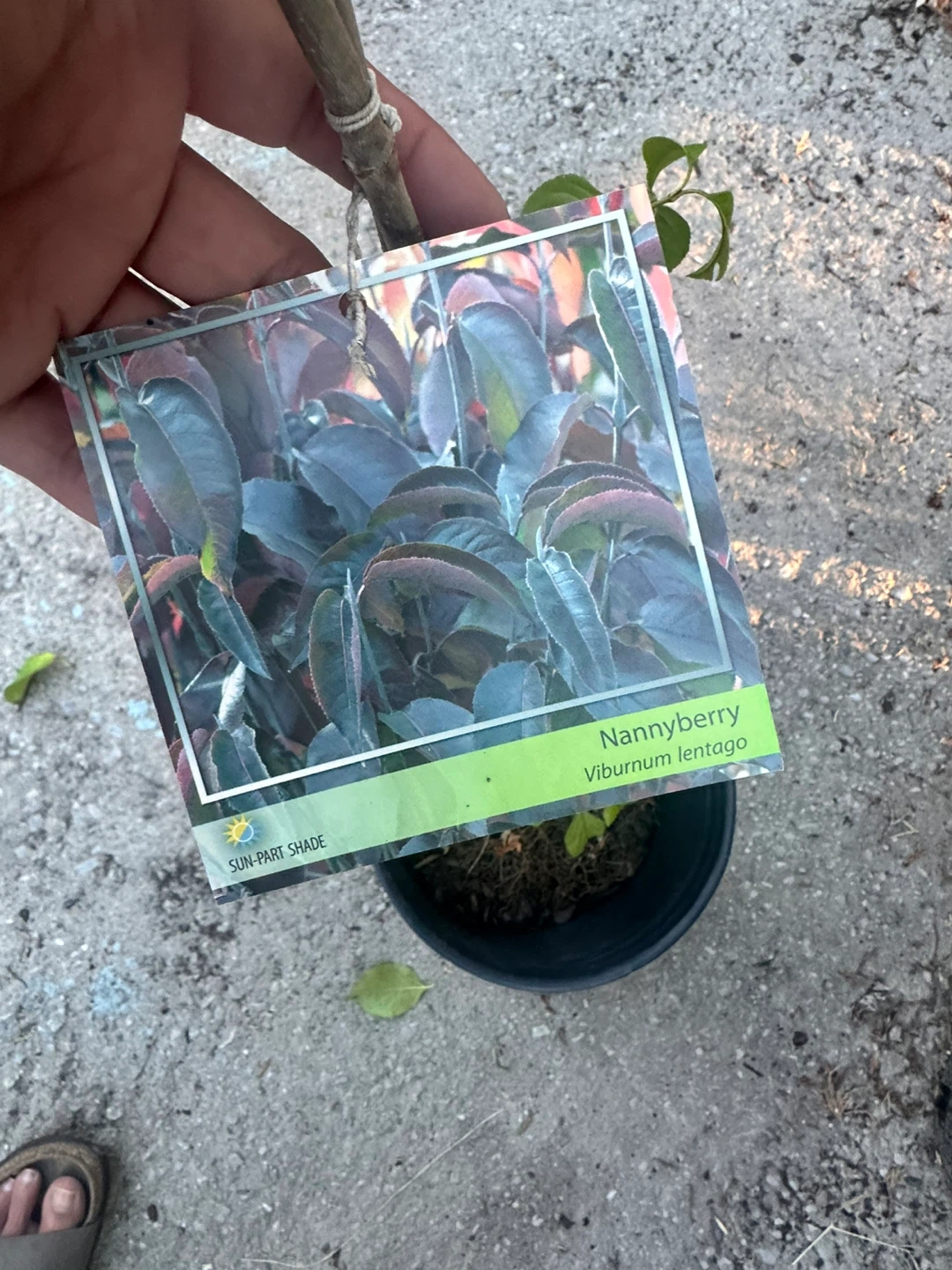 Nannyberry Viburnum lentago plant - photo 3