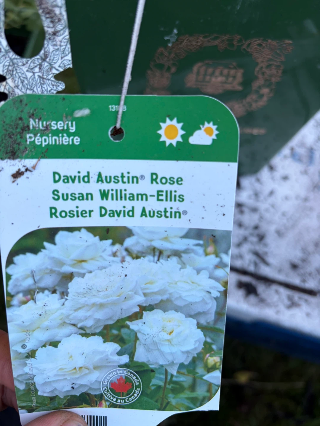 David Austin Susan Williams-Ellis Rose Plant - photo 3