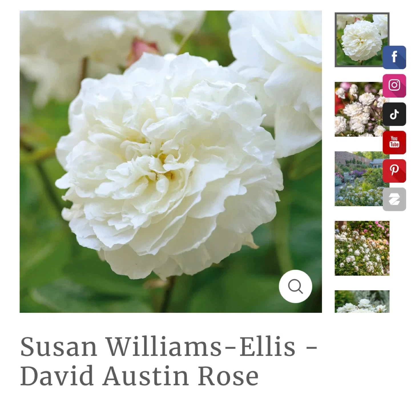 David Austin Susan Williams-Ellis Rose Plant