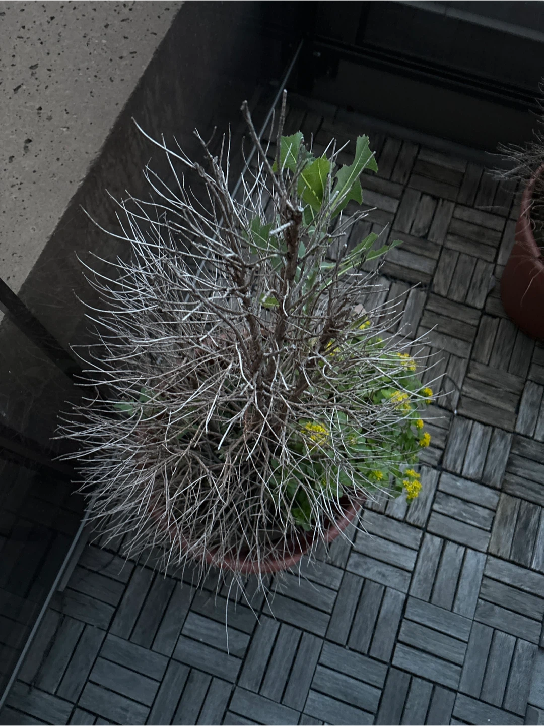 Plastic Terracotta Plant Pots with Plants - photo 4