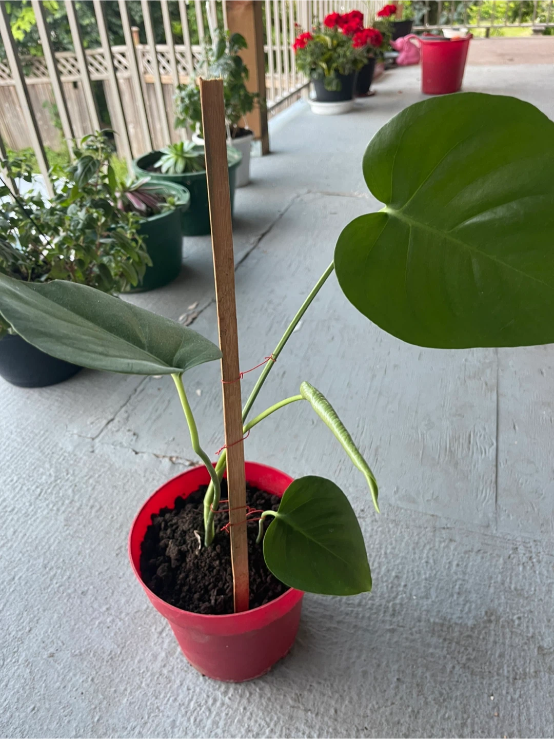 Monstera Deliciosa Plant