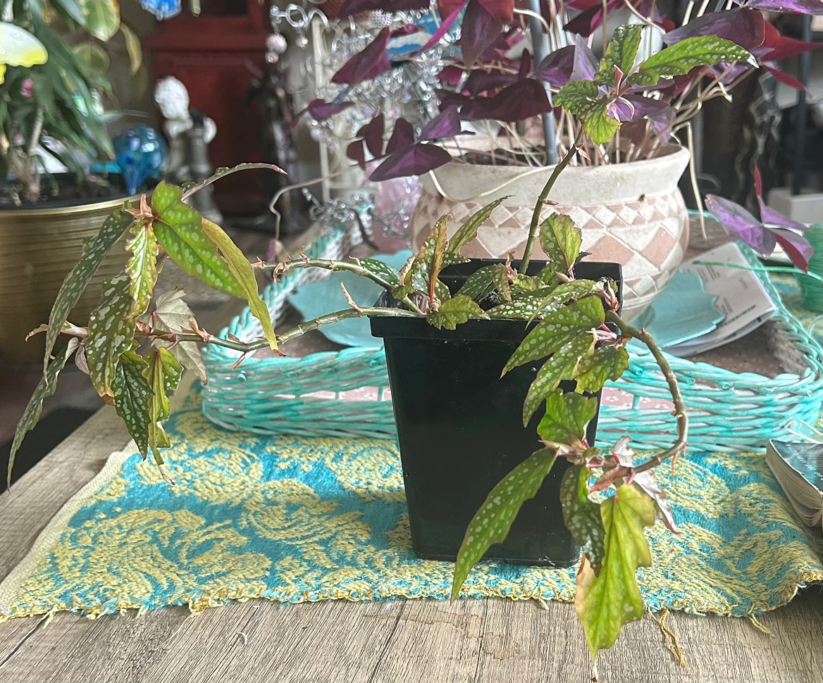 Angel Wing Begonia plant