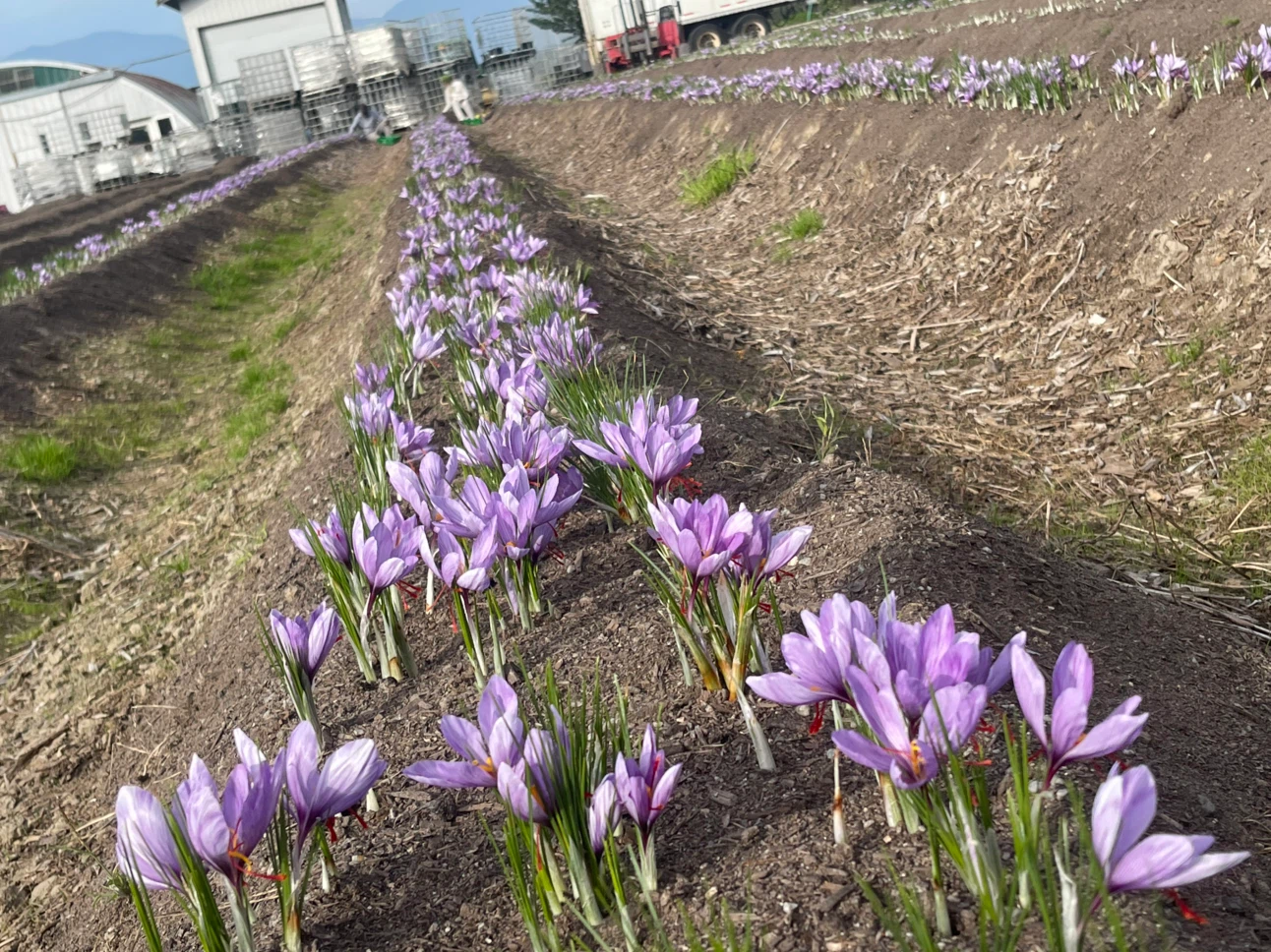 Saffron Bulb world most expensive spice local grown