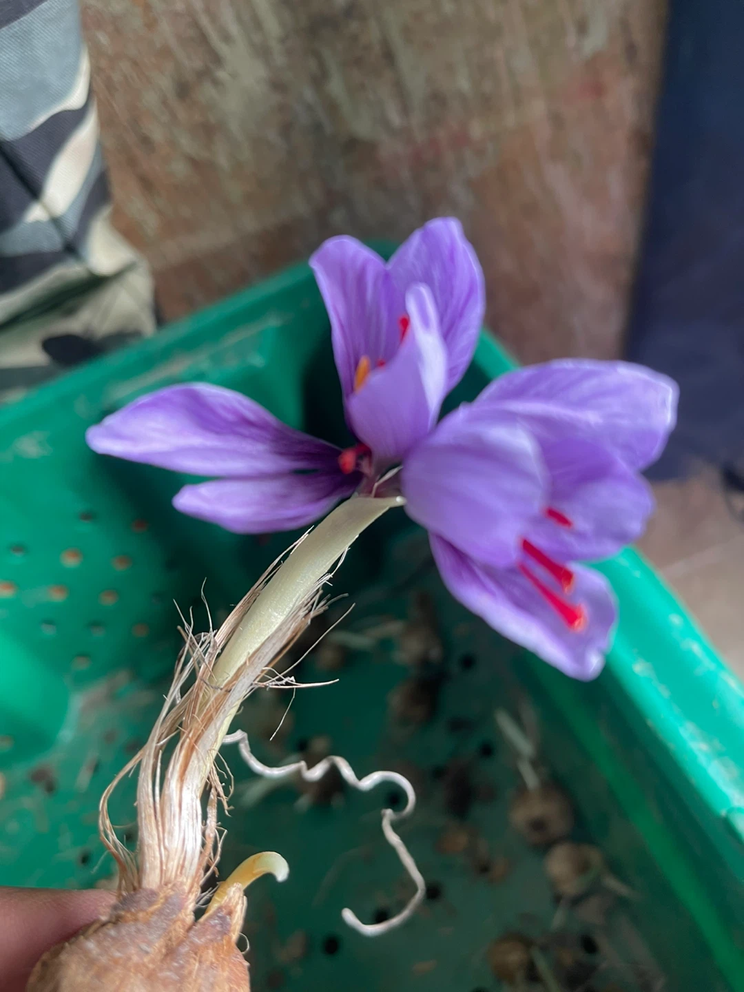 Saffron Bulb world most expensive spice local grown - photo 3