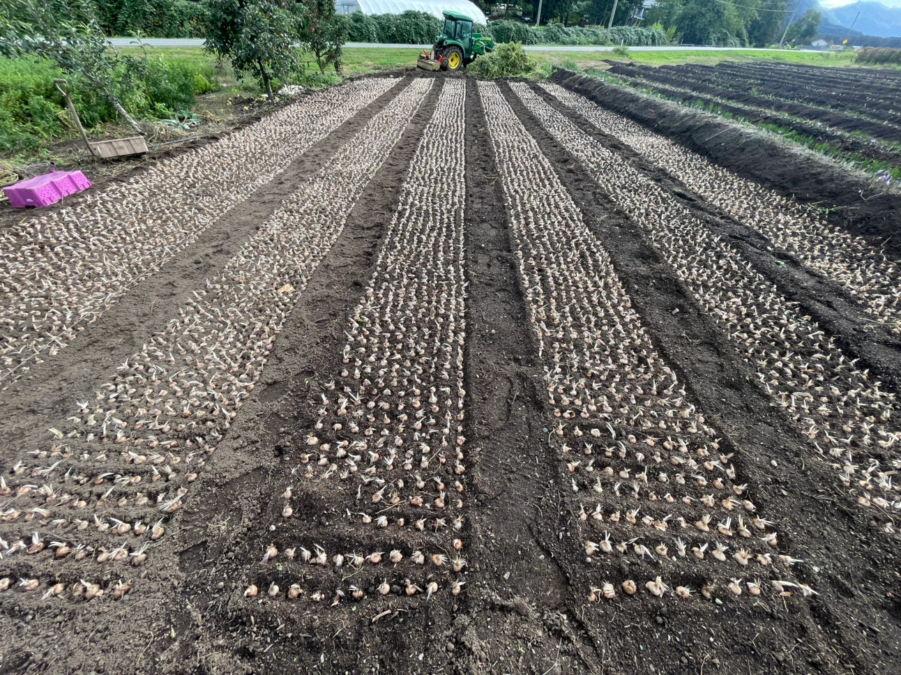 Saffron Bulb world most expensive spice local grown - photo 4