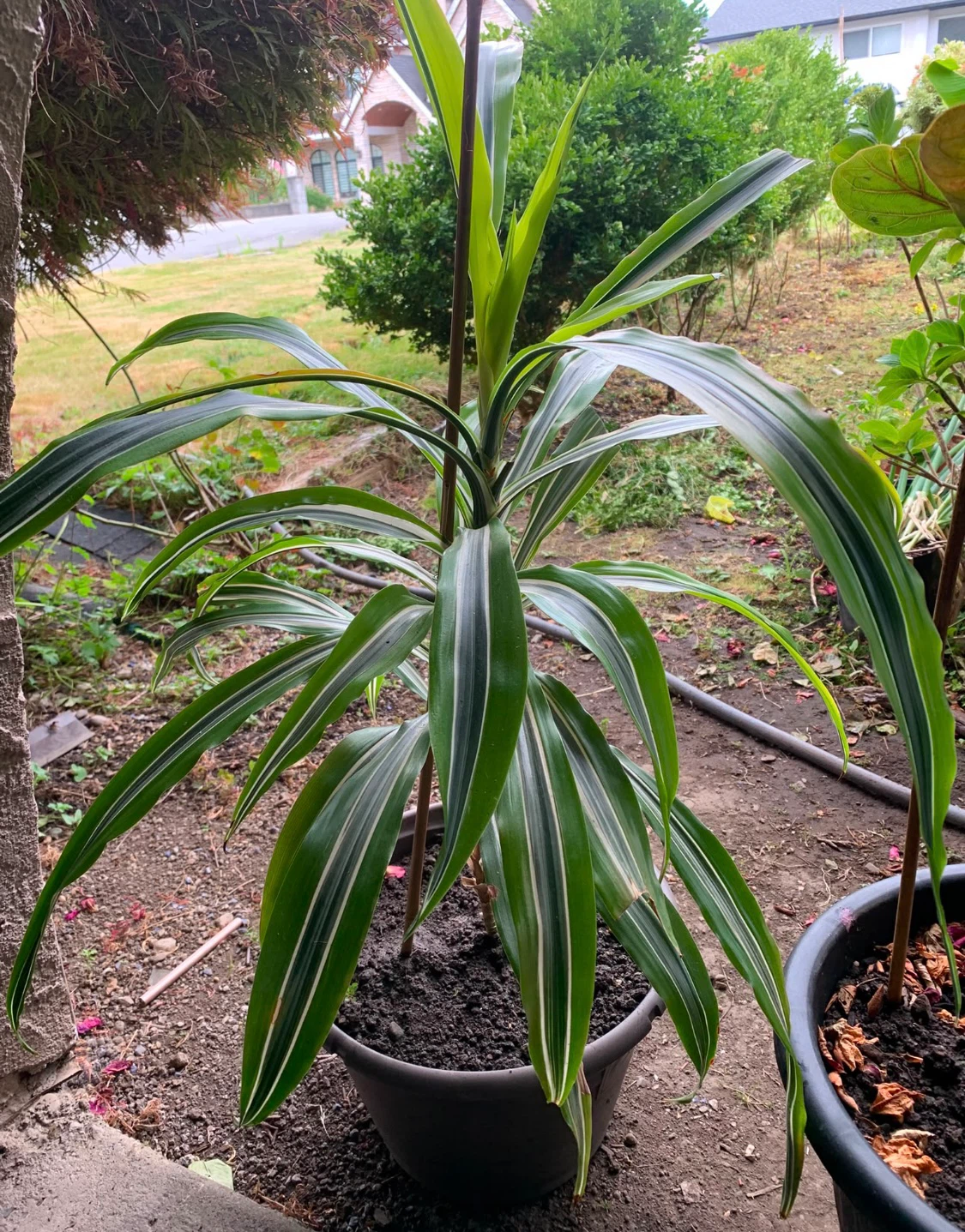 Dracaena Plant