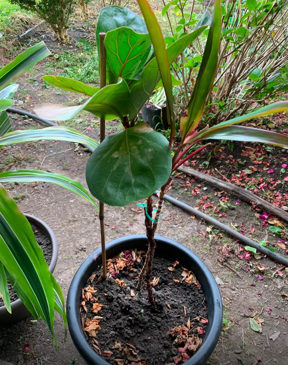 Fiddle Leaf Fig Plant