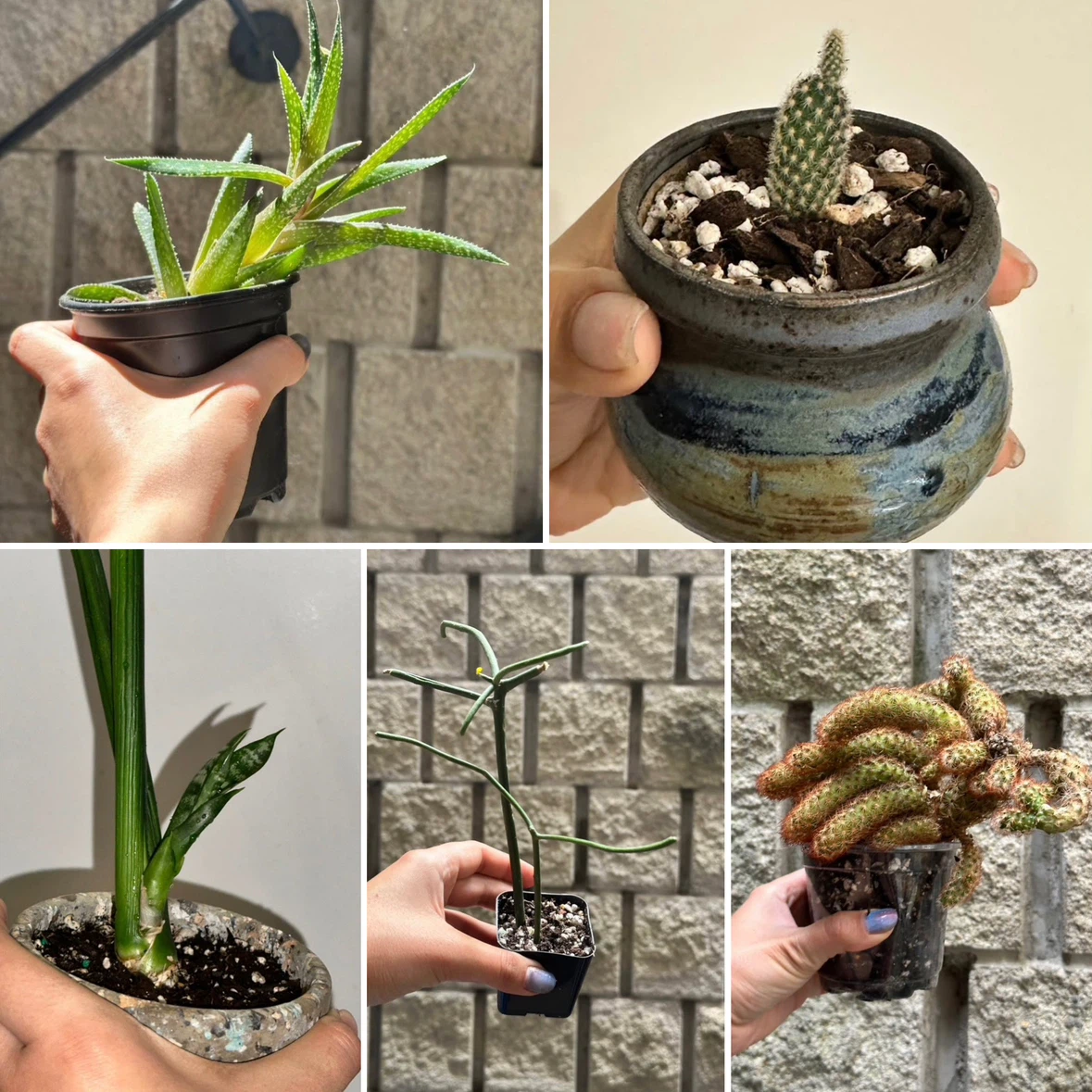 Cactus / Succulent Plant Bundle