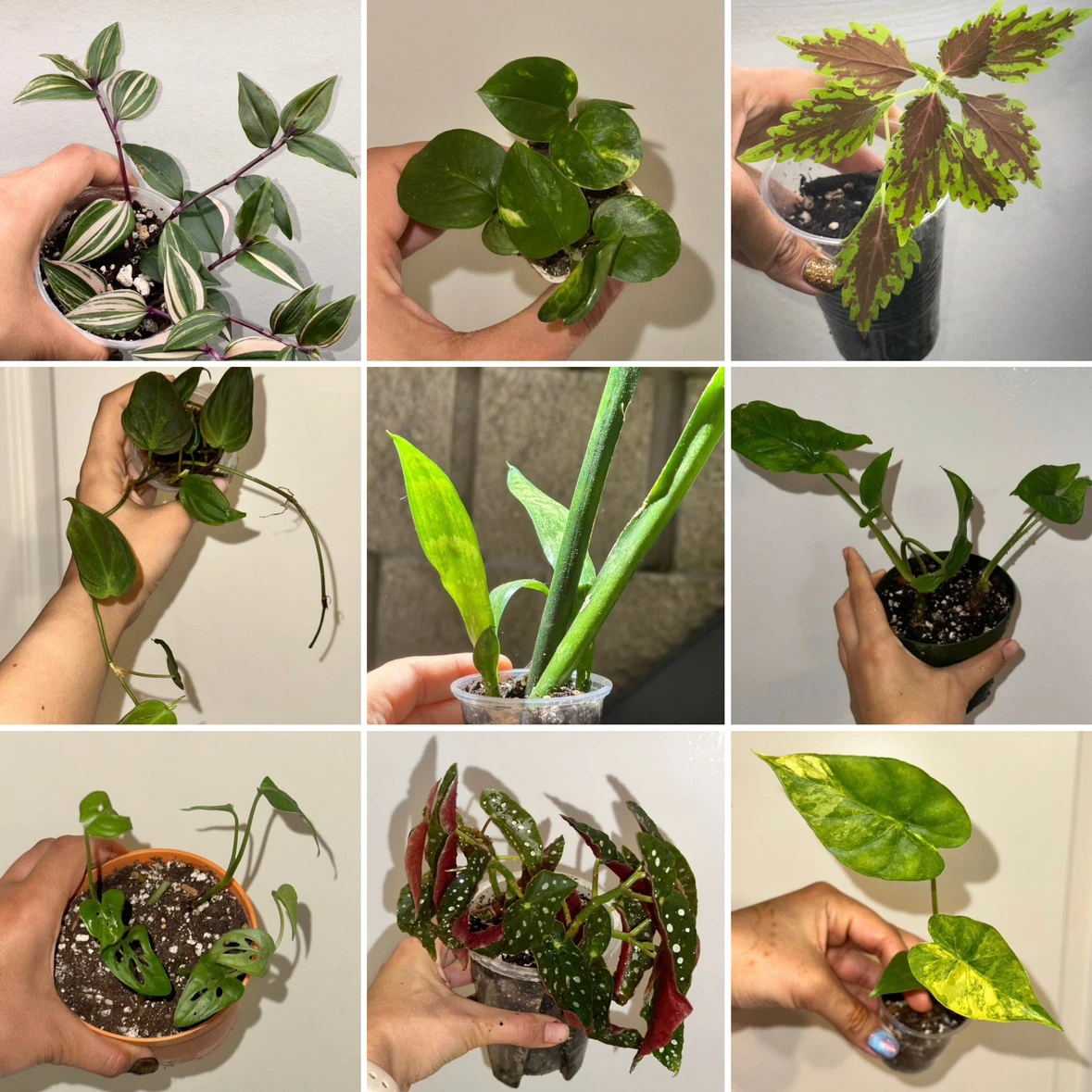 Starter Plant Bundle