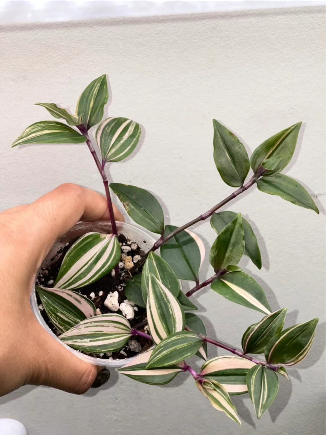 Starter Plant Bundle - photo 2