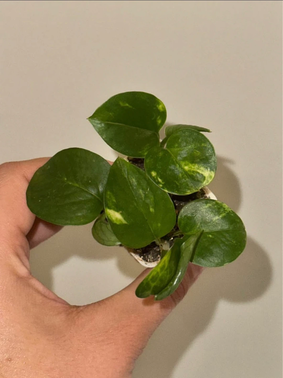 Starter Plant Bundle - photo 3