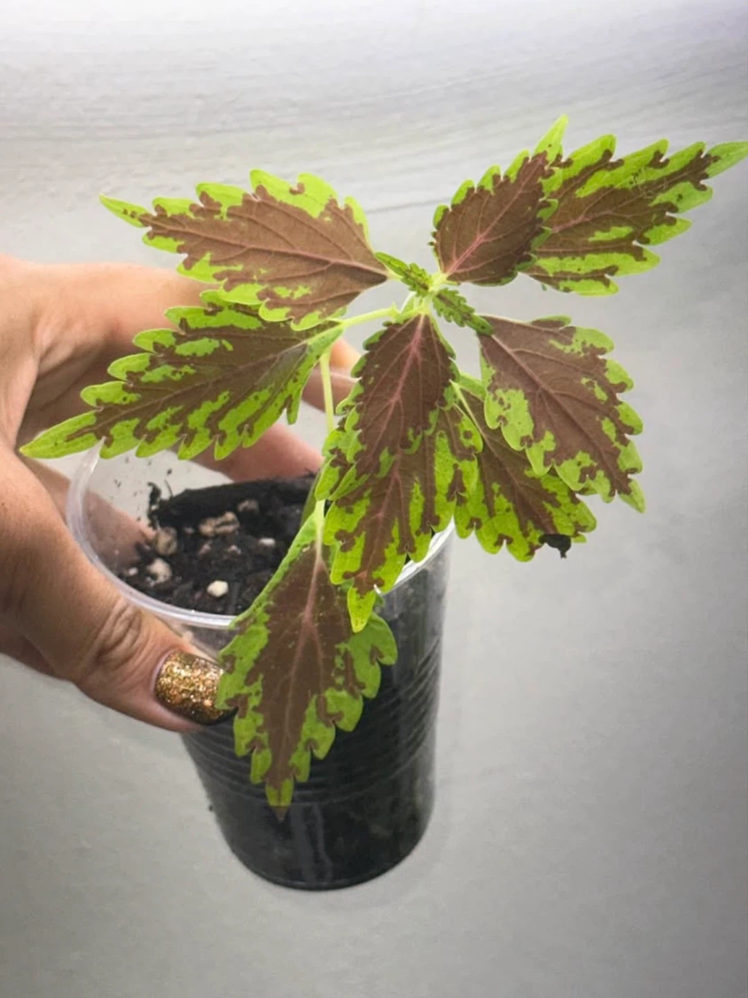 Starter Plant Bundle - photo 4