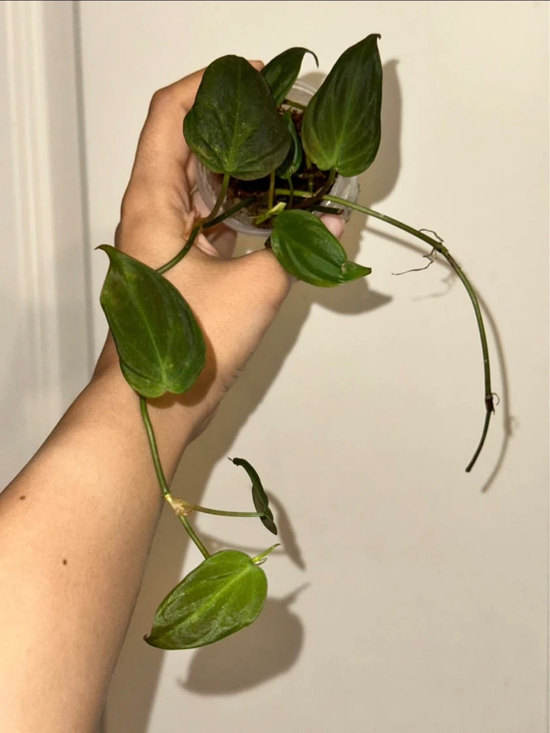 Starter Plant Bundle - photo 5