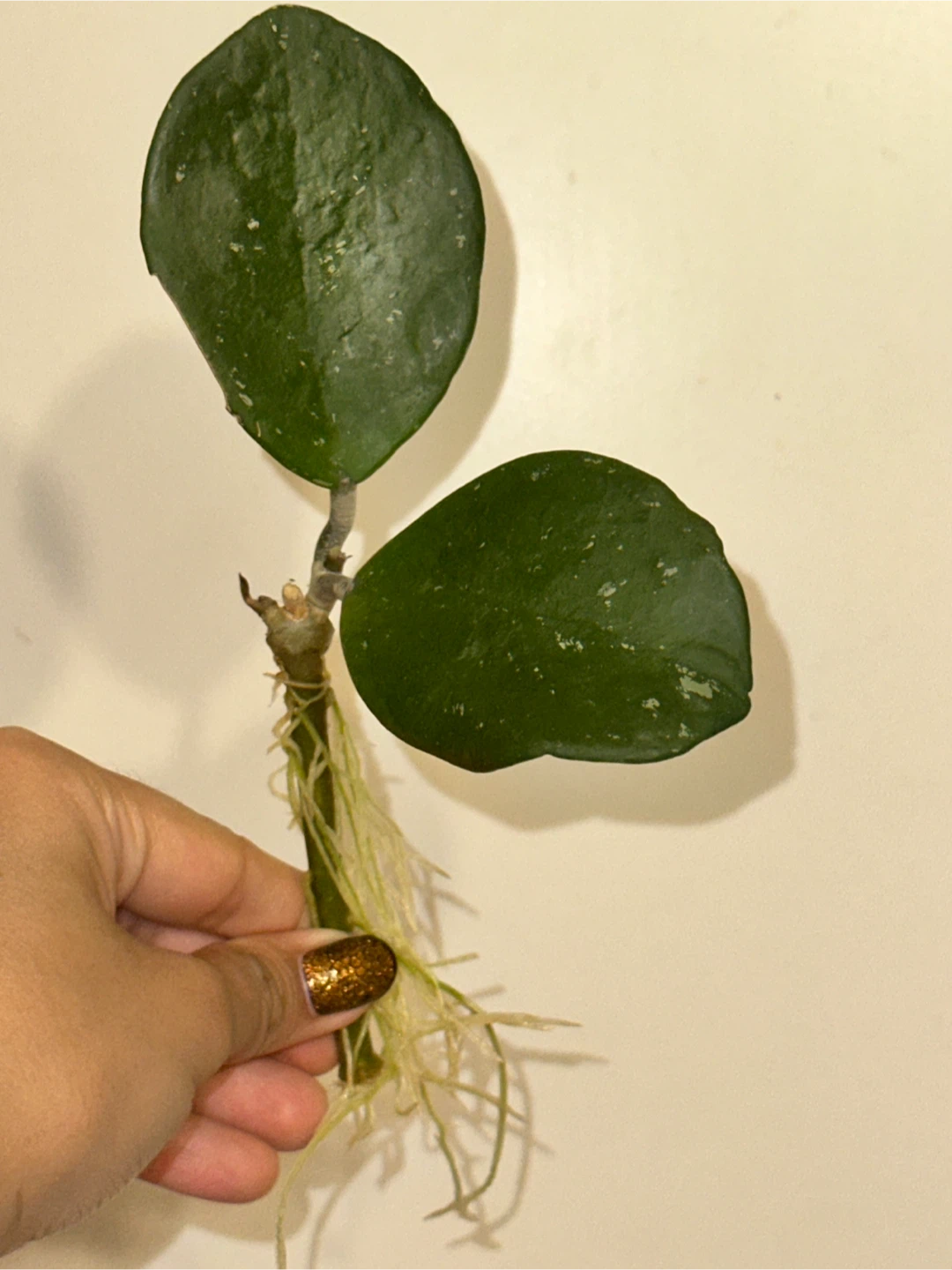 Hoya Obovata Rooted Plant Cuttings
