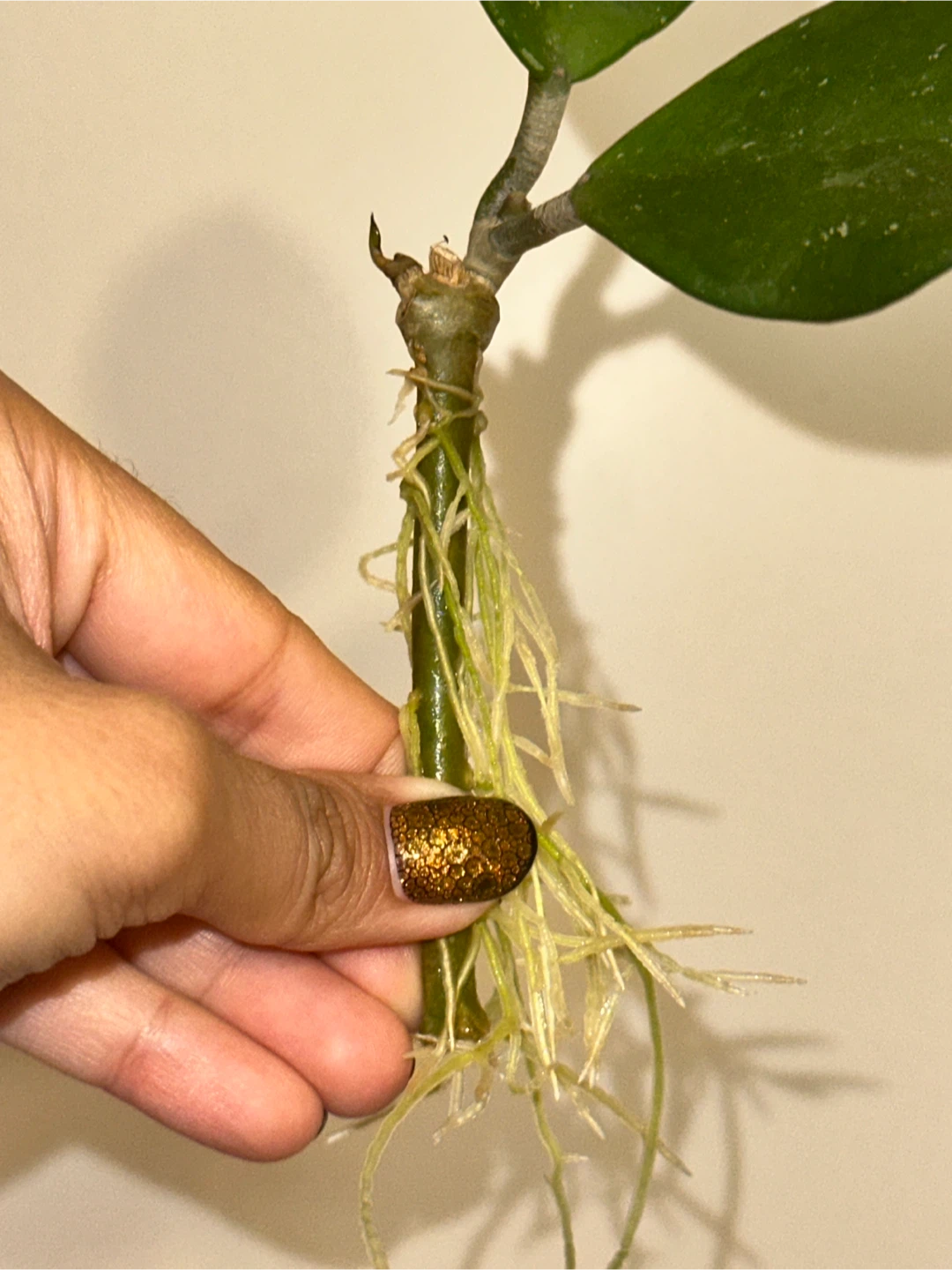Hoya Obovata Rooted Plant Cuttings - photo 2