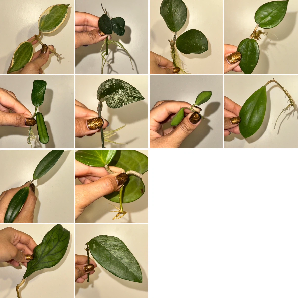 Hoya Rooted Plant Cuttings Bundle