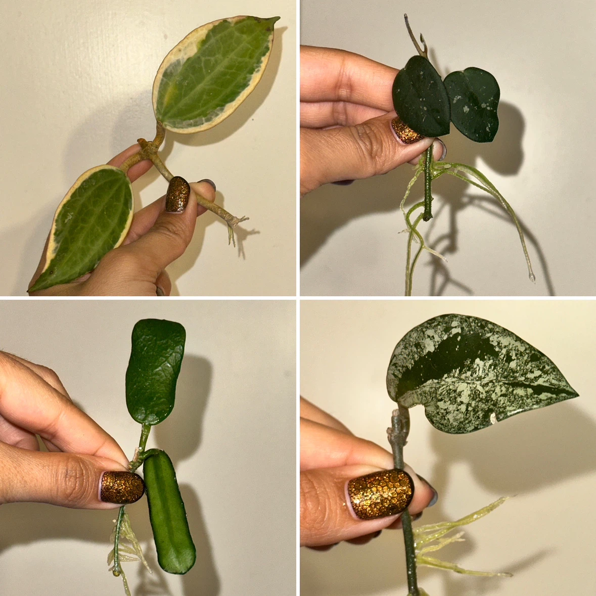 Hoya Rooted Plant Cuttings Bundle - photo 2