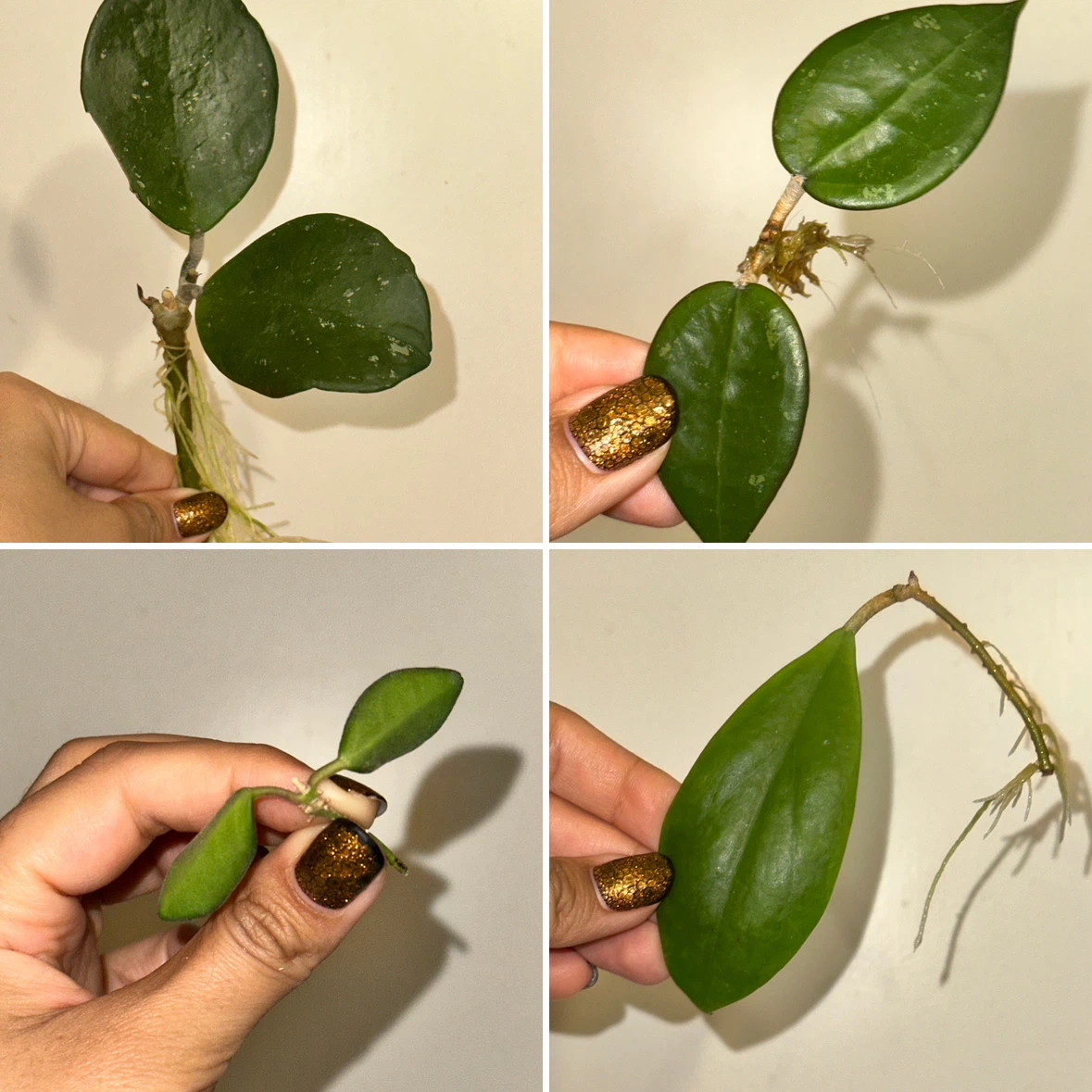 Hoya Rooted Plant Cuttings Bundle - photo 3