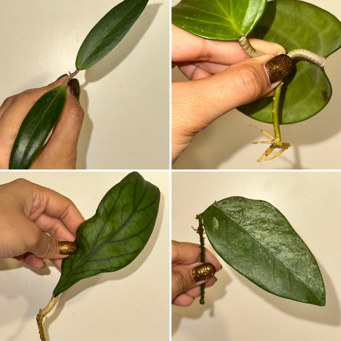 Hoya Rooted Plant Cuttings Bundle - photo 4