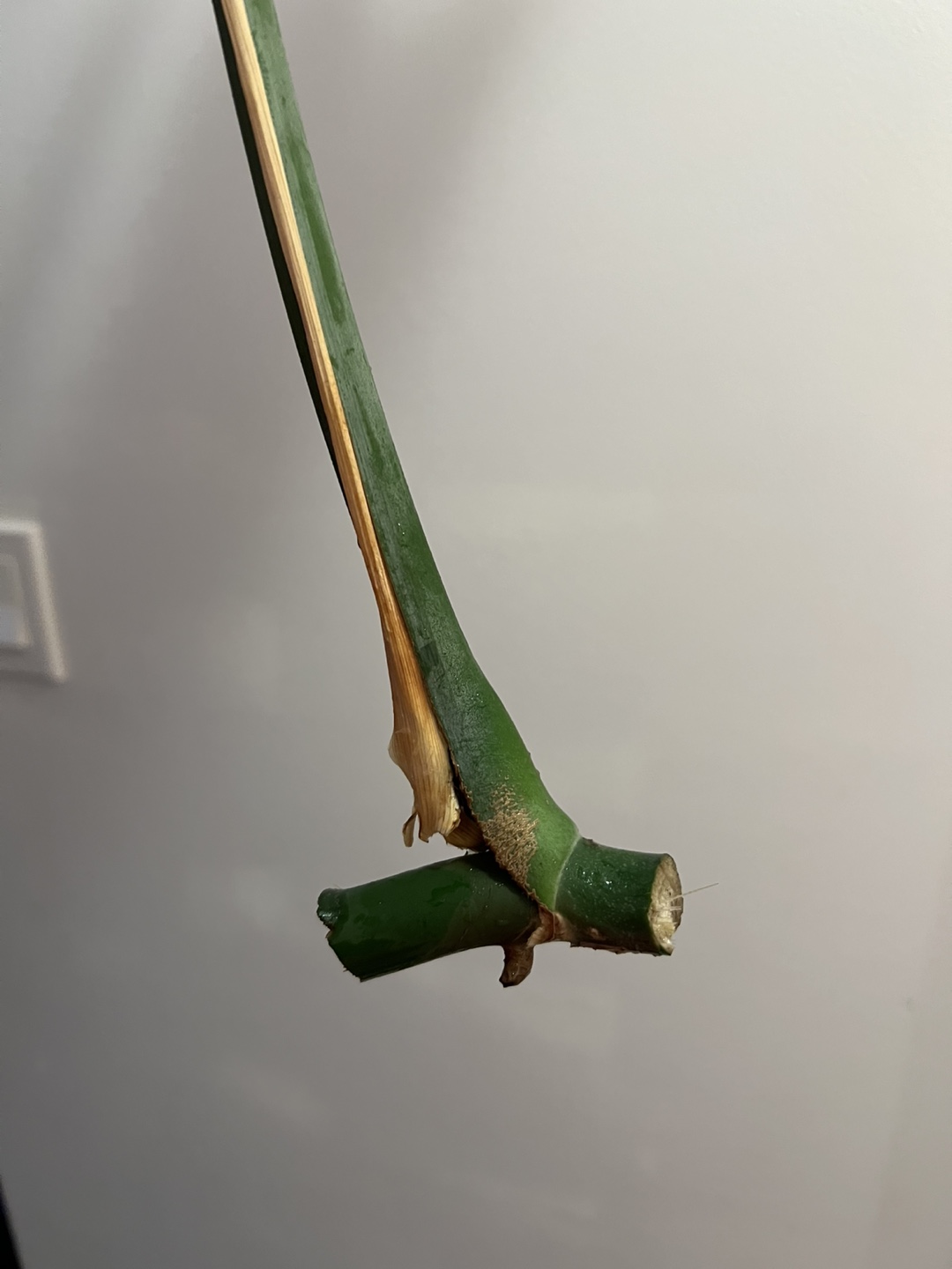 Monstera deliciosa cutting - photo 3