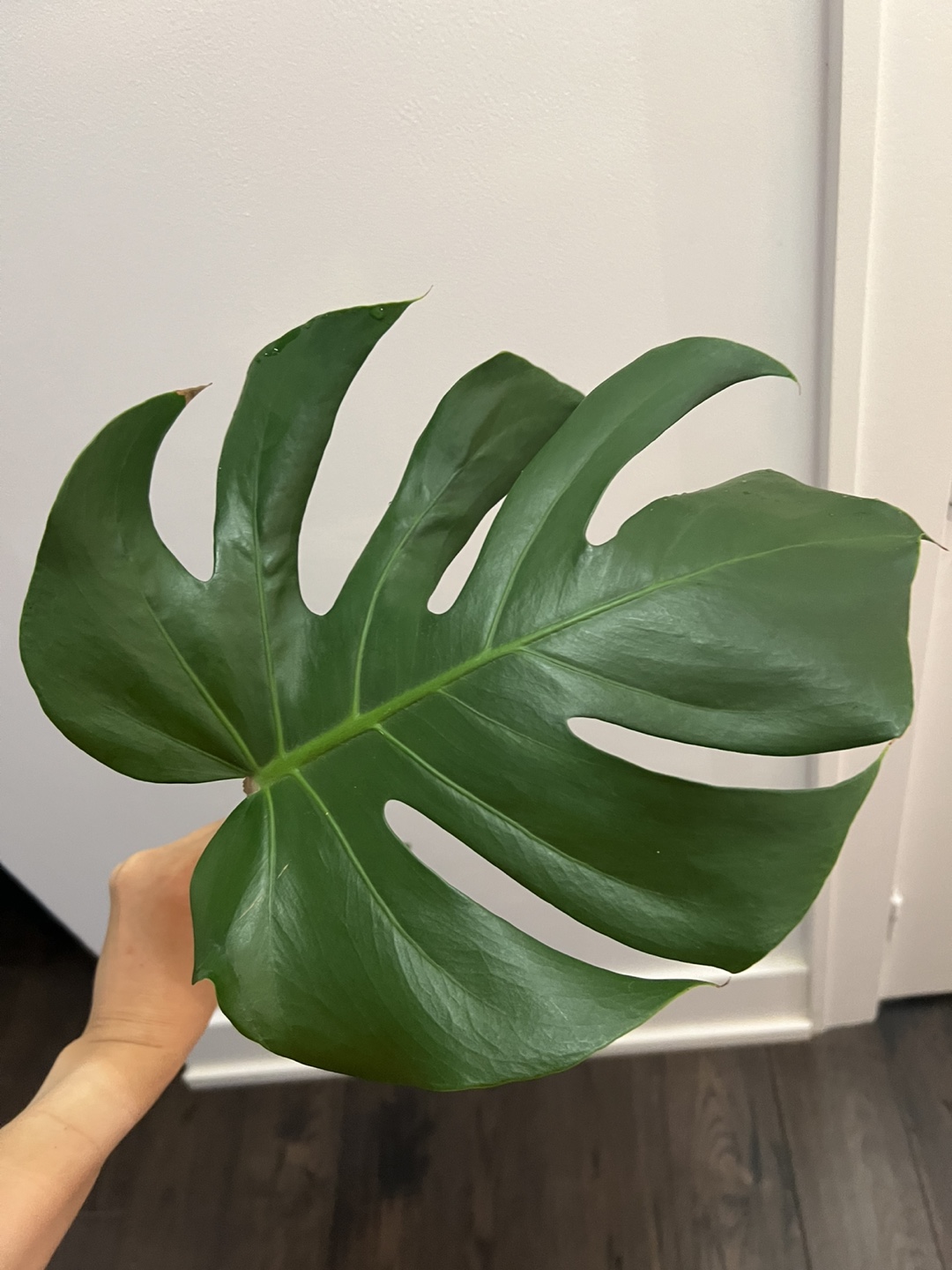 Monstera deliciosa cutting