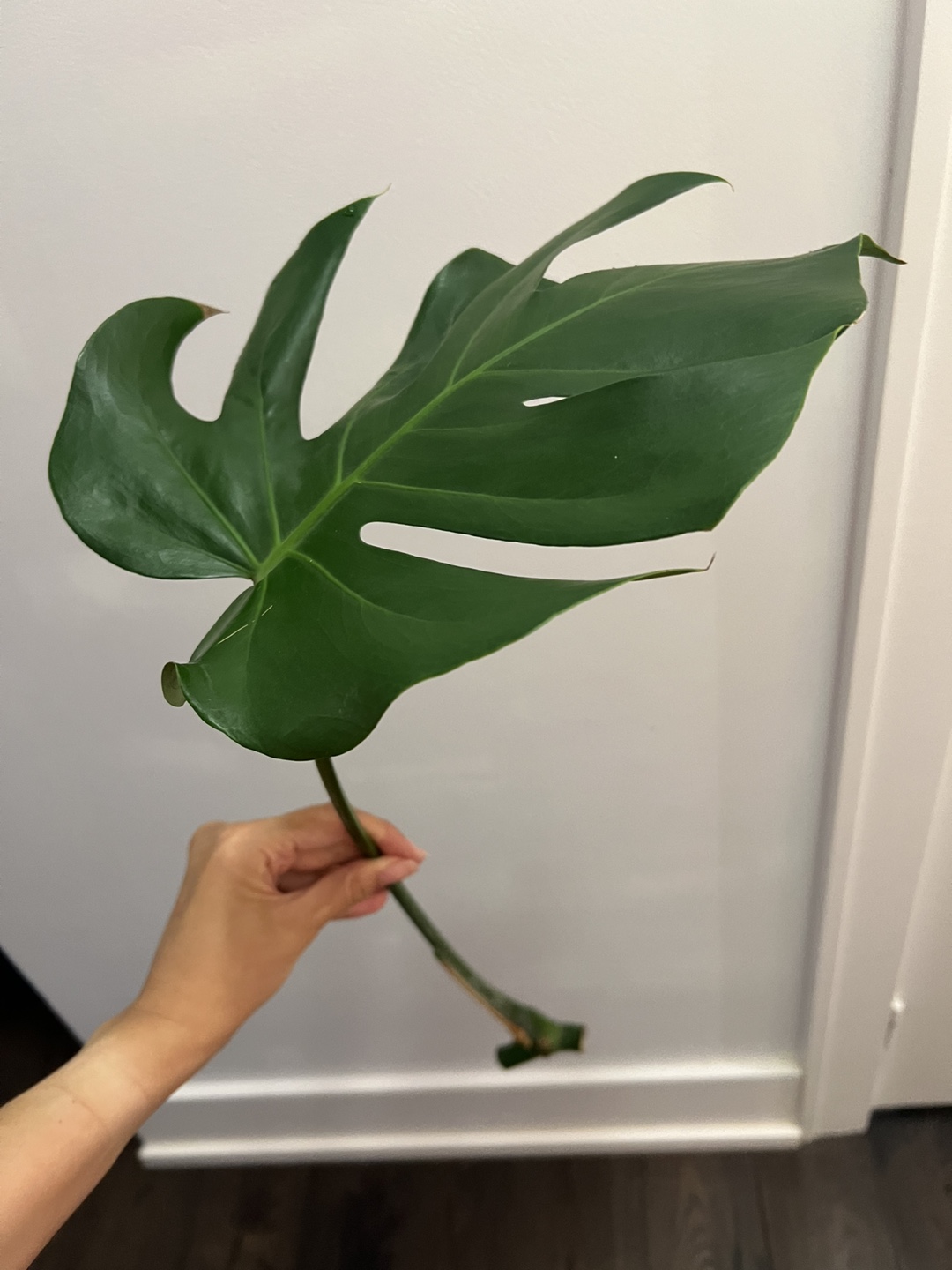 Monstera deliciosa cutting - photo 2