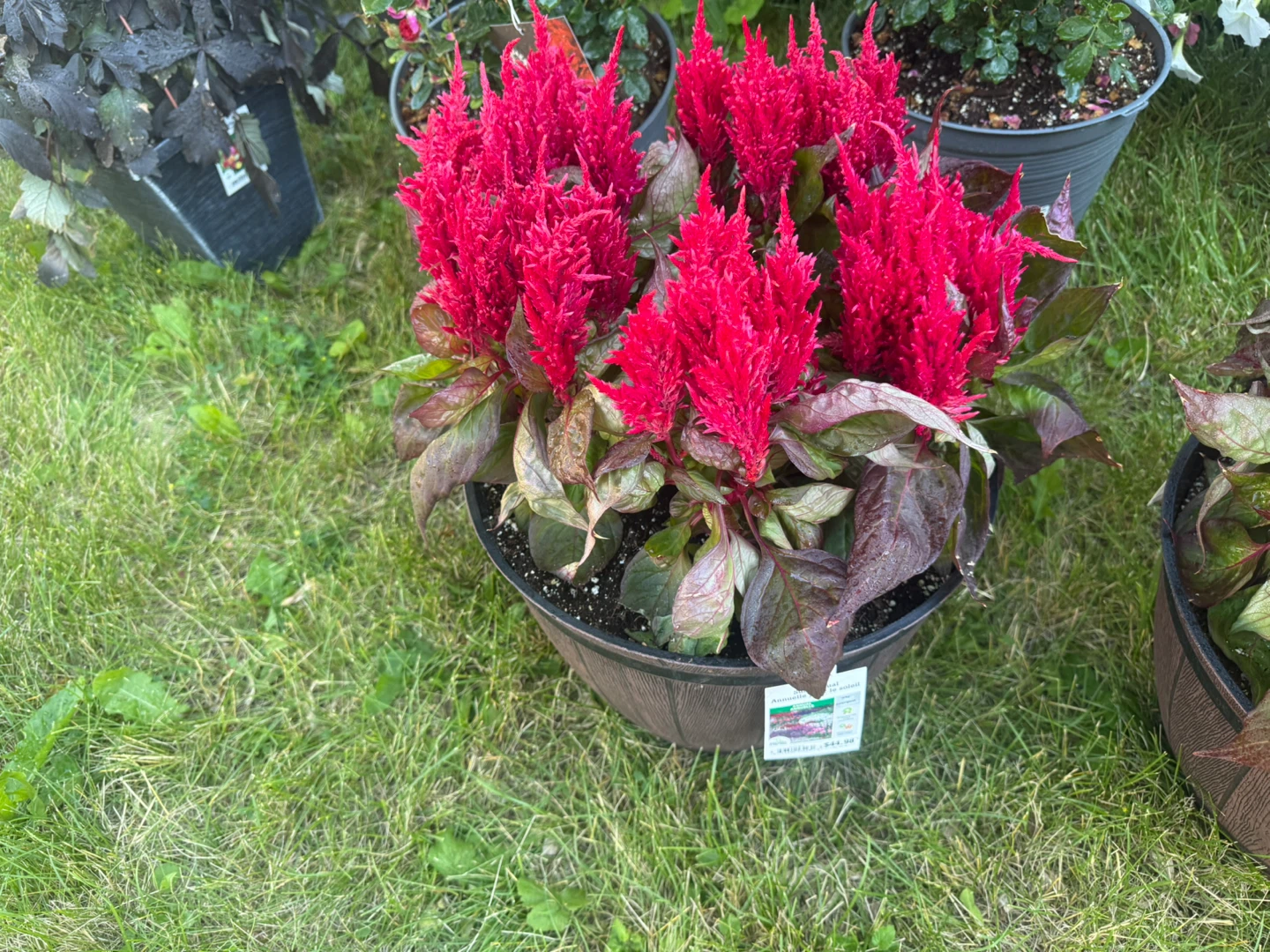 Red Celosia Plant - photo 2