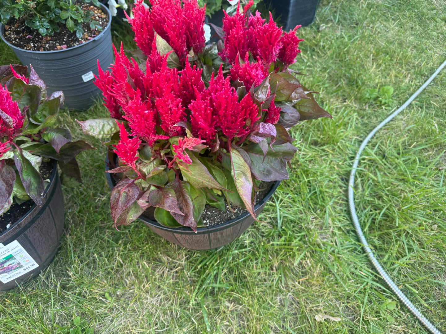 Red Celosia Plant