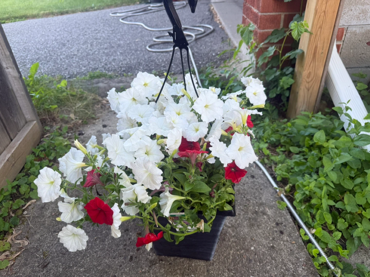 Hanging Basket with White and Red Petunias