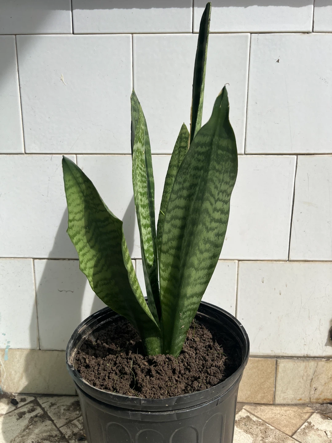 Rubber Plant and Snake Plant Potted Together
