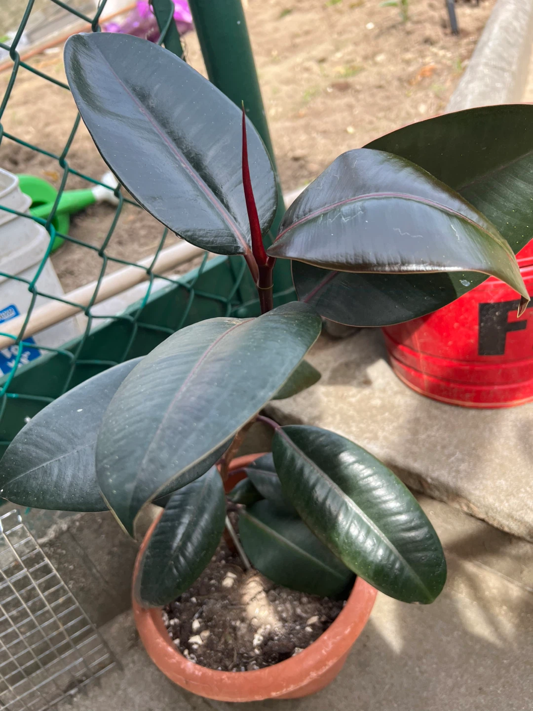 Rubber Plant and Snake Plant Potted Together - photo 2