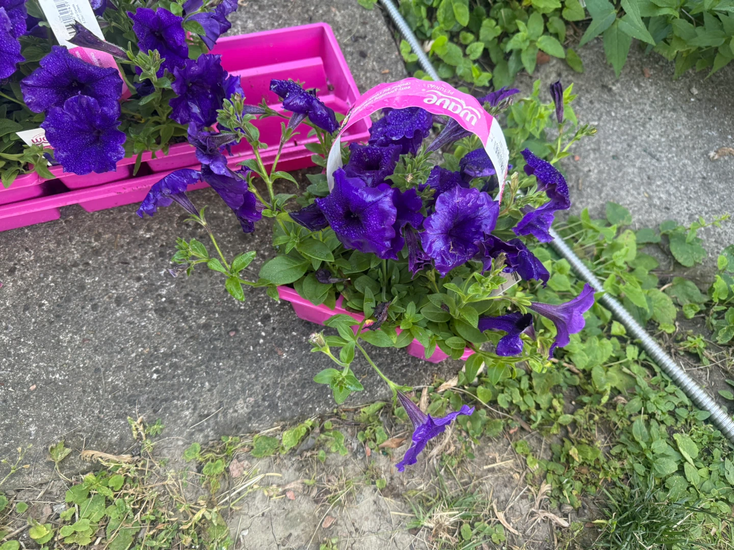 Purple Wave Petunias Plant Tray - photo 2
