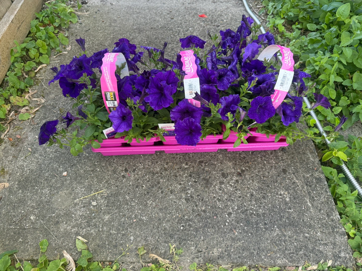 Purple Wave Petunias Plant Tray