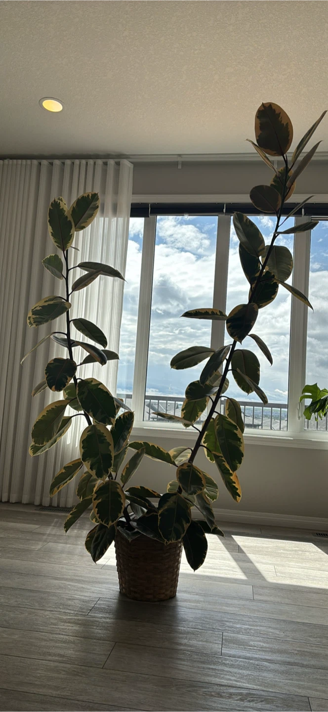 Variegated Rubber Tree Plant
