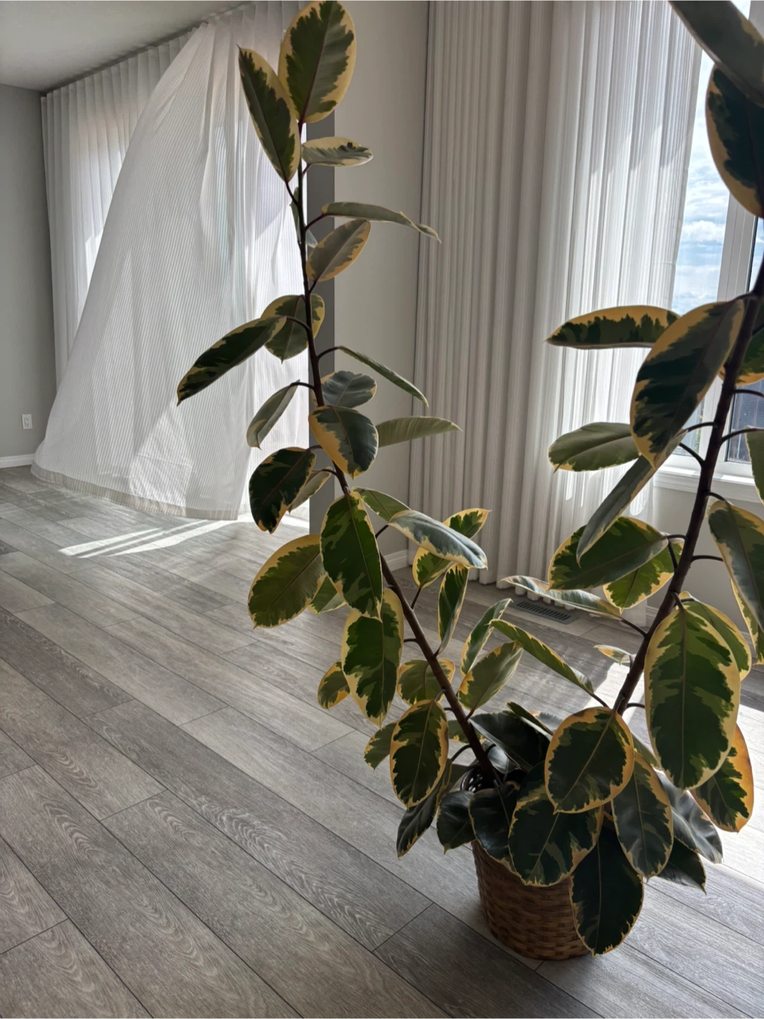 Variegated Rubber Tree Plant - photo 2