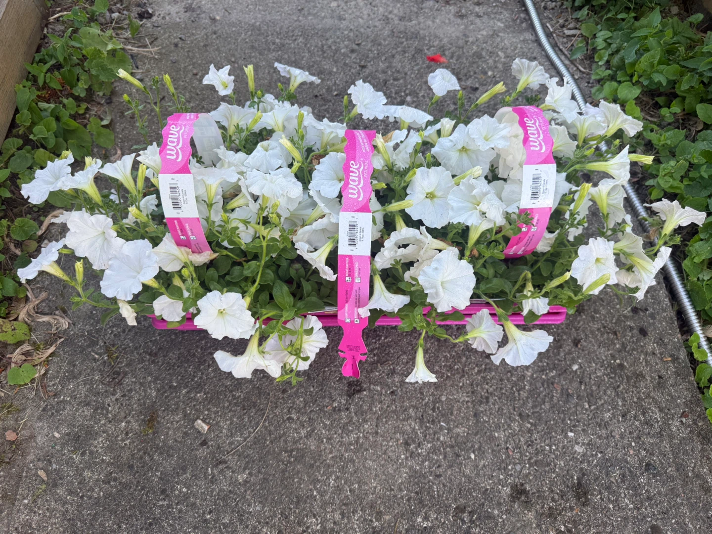 White Wave Petunias - photo 2