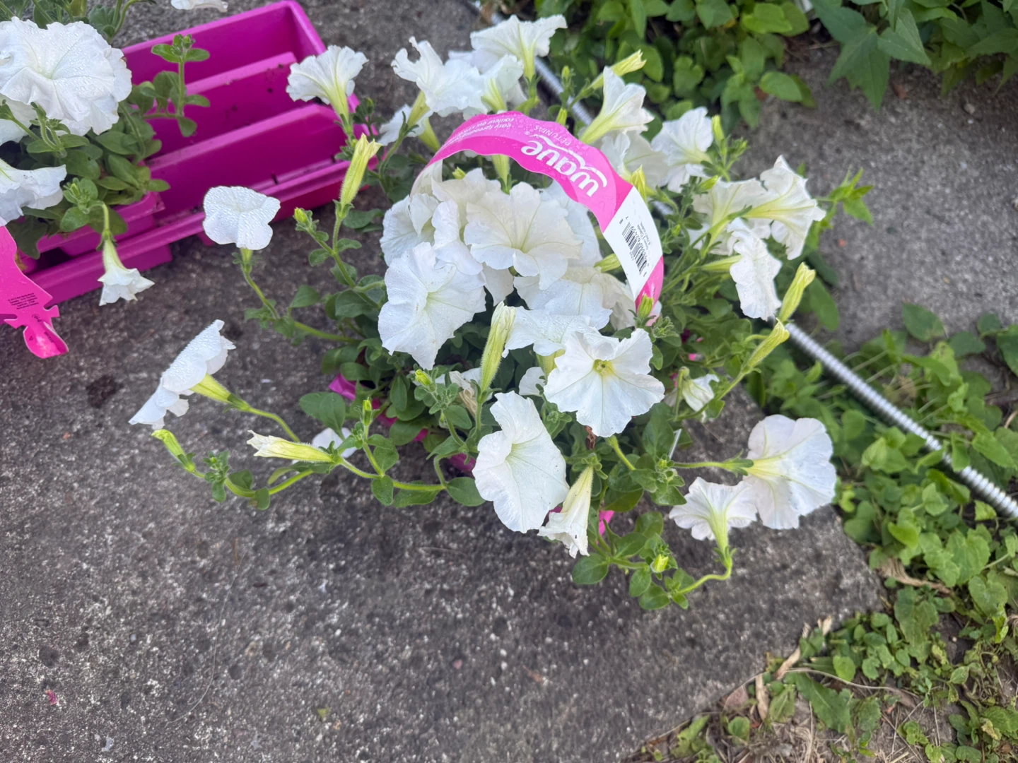 White Wave Petunias