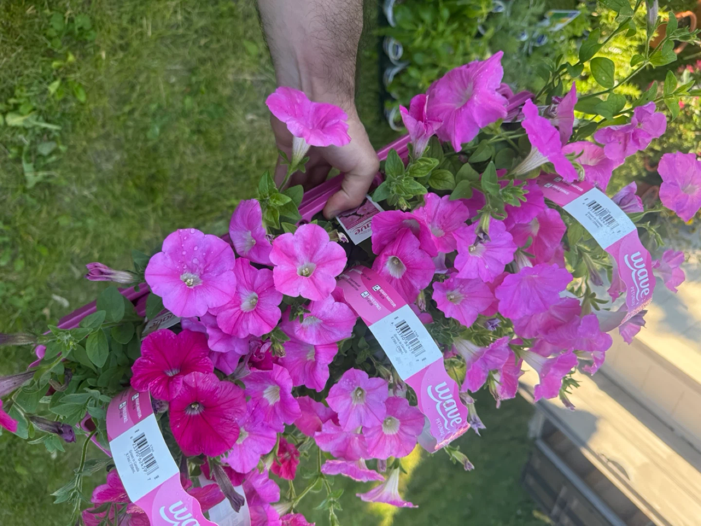 Pink Wave Petunias Plant